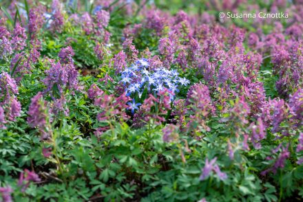 Frühlingsblüten: rosa Lerchensporn (Corydalis) und blauweißer Schneeglanz (Chinodoxa)