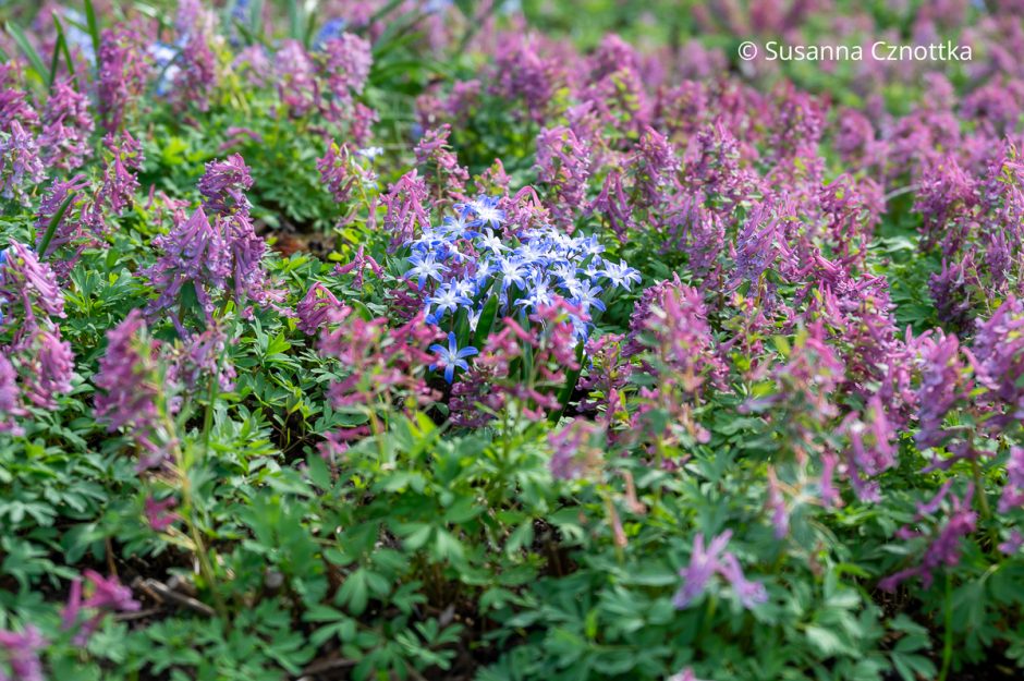 Frühlingsblüten: rosa Lerchensporn (Corydalis) und blauweißer Schneeglanz (Chinodoxa)