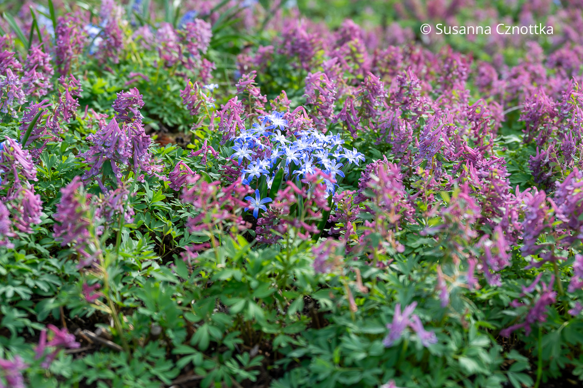 Frühlingsblüten: rosa Lerchensporn (Corydalis) und blauweißer Schneeglanz (Chinodoxa)