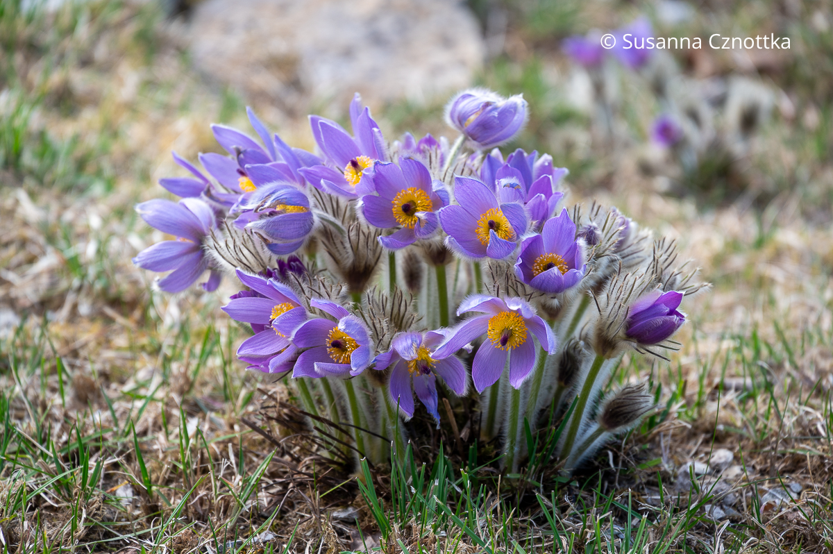 Blühende Küchenschelle oder Kuhschelle (Pulsatilla vulgaris)