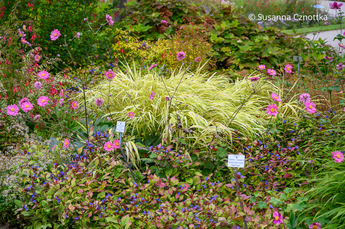 Herbstbeet: Herbstanemone (Anemone japonica-Hybride) 'Pamina', Chinesische Bleiwurz (Ceratostigma plumbaginoides) und Japan-Berggras (Hakonechloa macra) 'Alboaurea'