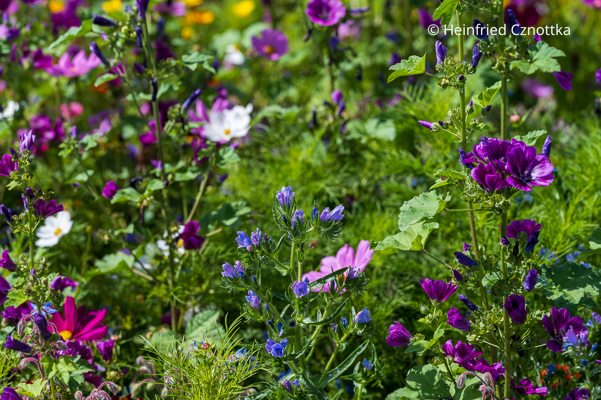 Blumenmischung für Schmetterlinge mit Natternkopf, Malven und Schmuckkörbchen (Cosmos bipinnatus) Blumenmischung für Schmetterlinge mit Natternkopf, Malven und Schmuckkörbchen (Cosmos bipinnatus)