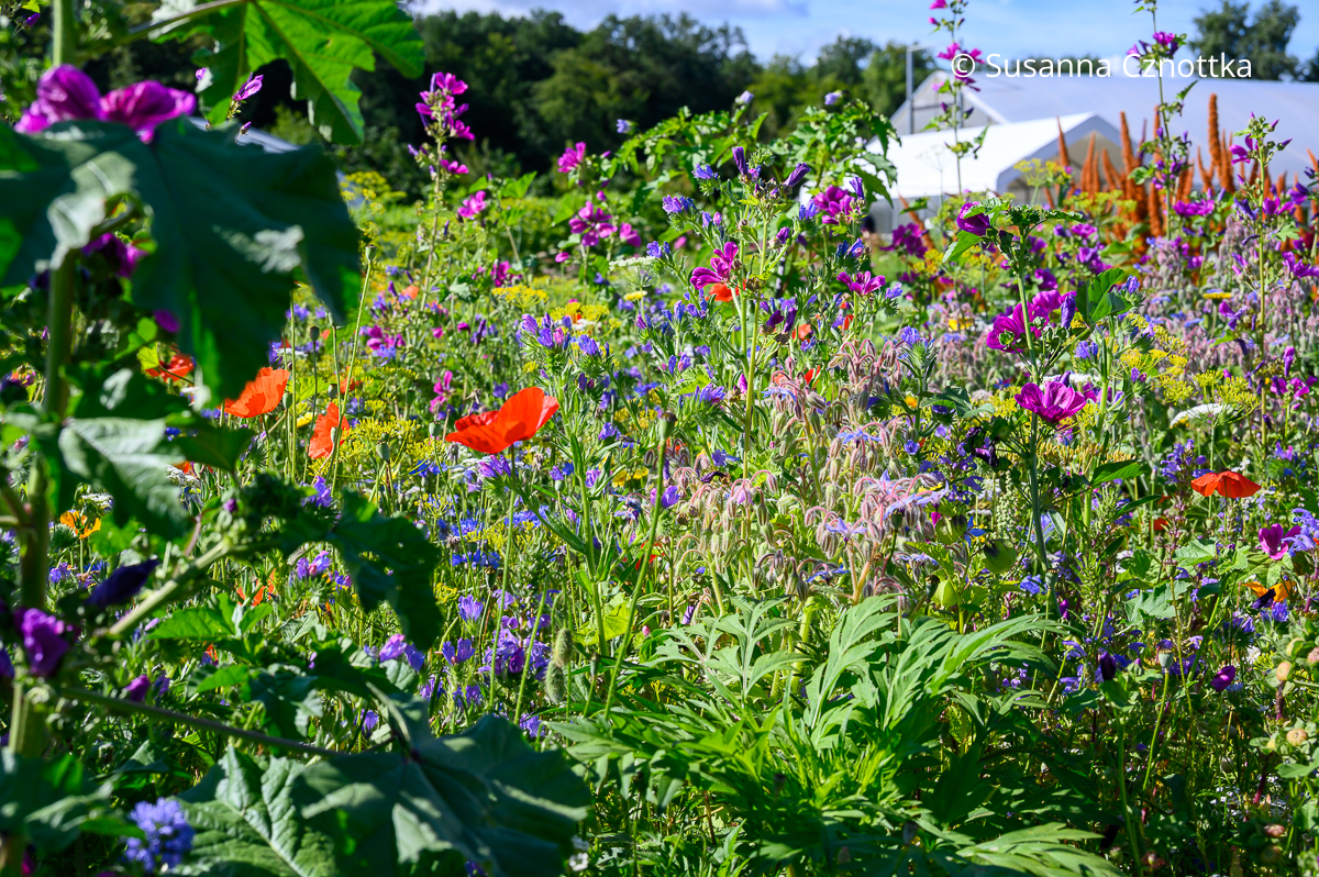 Blumenmischung für Schmetterlinge mit Natternkopf, Mohn, Borretsch und Malven Blumenmischung für Schmetterlinge mit blauem Natternkopf, rotem Mohn, hellblauem Borretsch und pinken Malven