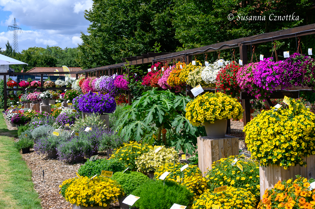 Sommerblumen-Neuheiten bei einem Züchter im Münsterland