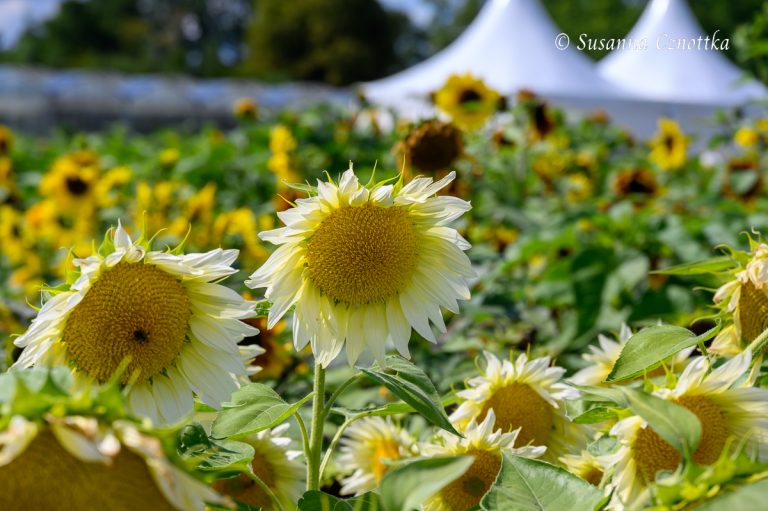 Sonnenblumen als Einjährige und als Stauden Sonnenschein auch bei