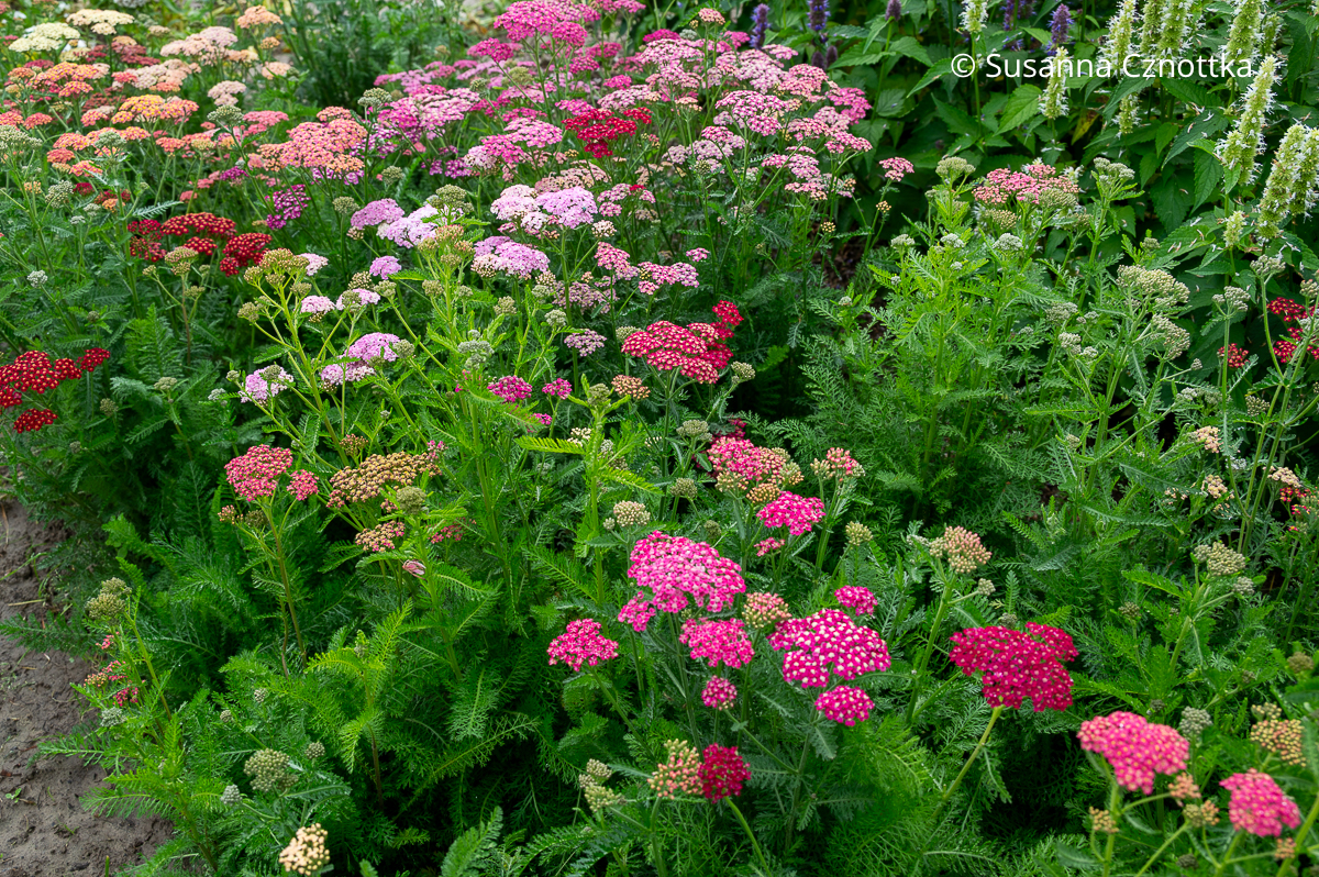Gewöhnliche Schafgarbe (Achillea millefolium) 'Colorado' Gewöhnliche Schafgarbe (Achillea millefolium) 'Colorado' mit feinem, farnähnlichem Laub in Rosa und Pink