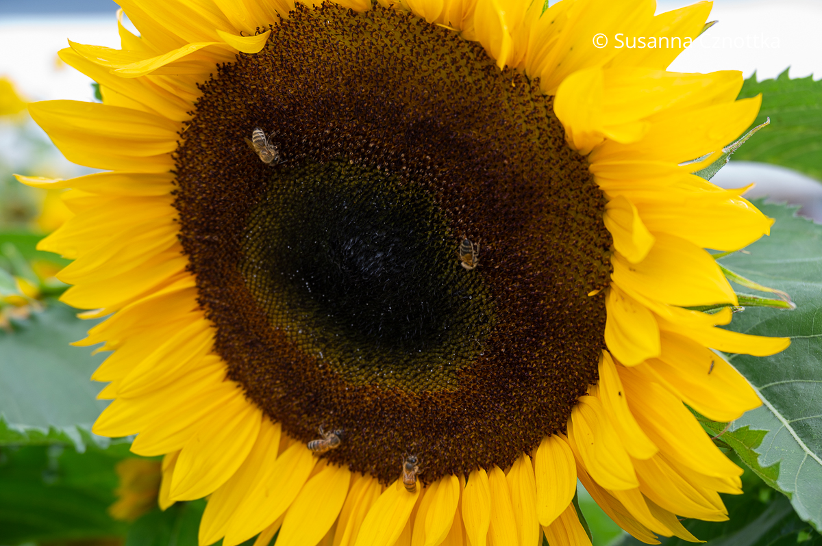 Insektenfreundliche Pflanze: Bienen auf einer Sonnenblume (Helianthus annuus)