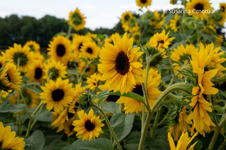Sonnenblumen als Einjährige und als Stauden Sonnenschein auch bei