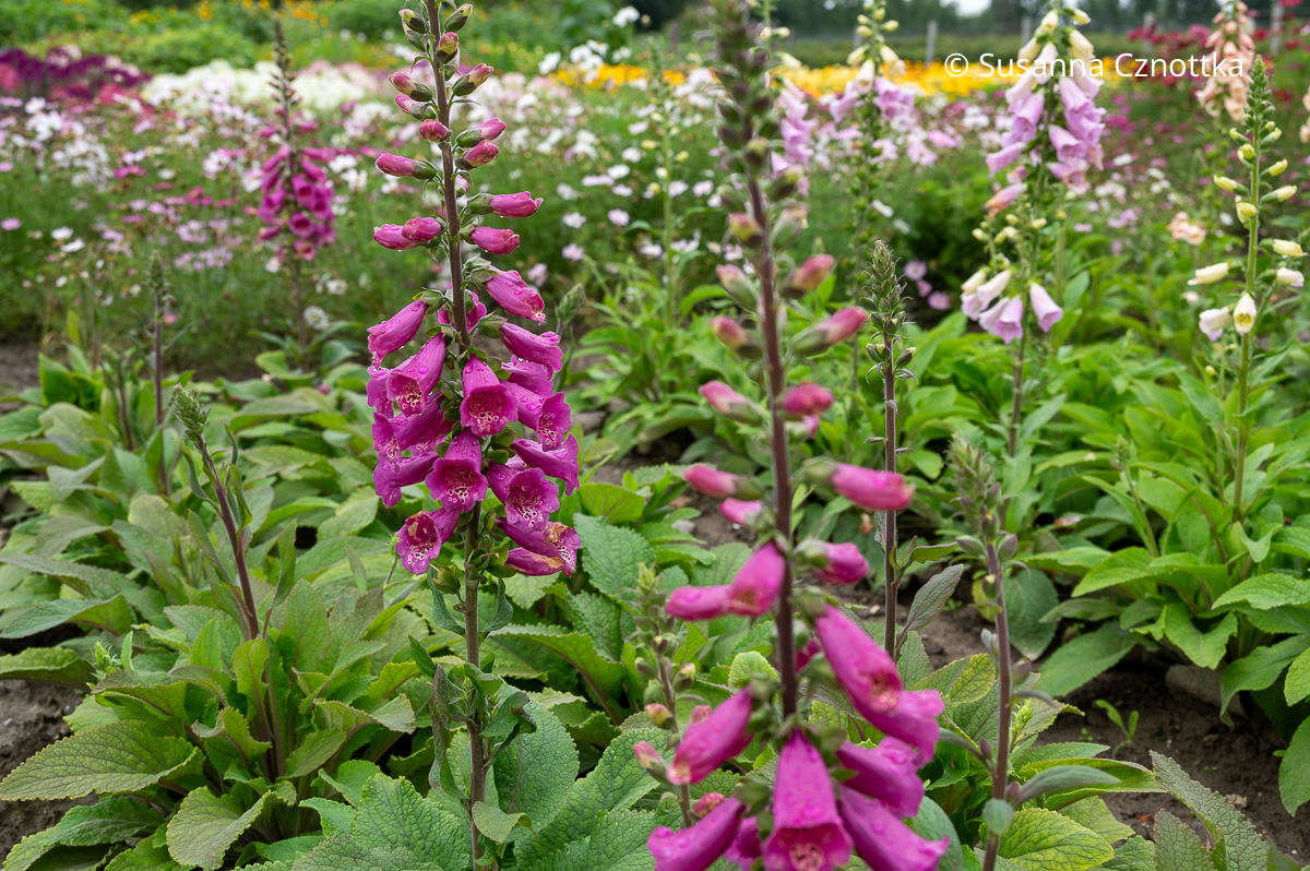 Roter Fingerhut (Digitalis purpurea) 'Castor Rose' in Karminrot Karminrote Sorte des Roten Fingerhutes (Digitalis purpurea) 'Castor Rose'
