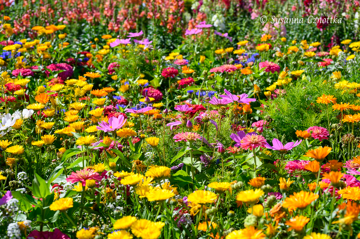 Blumenmischung für den Schmetterlingsgarten