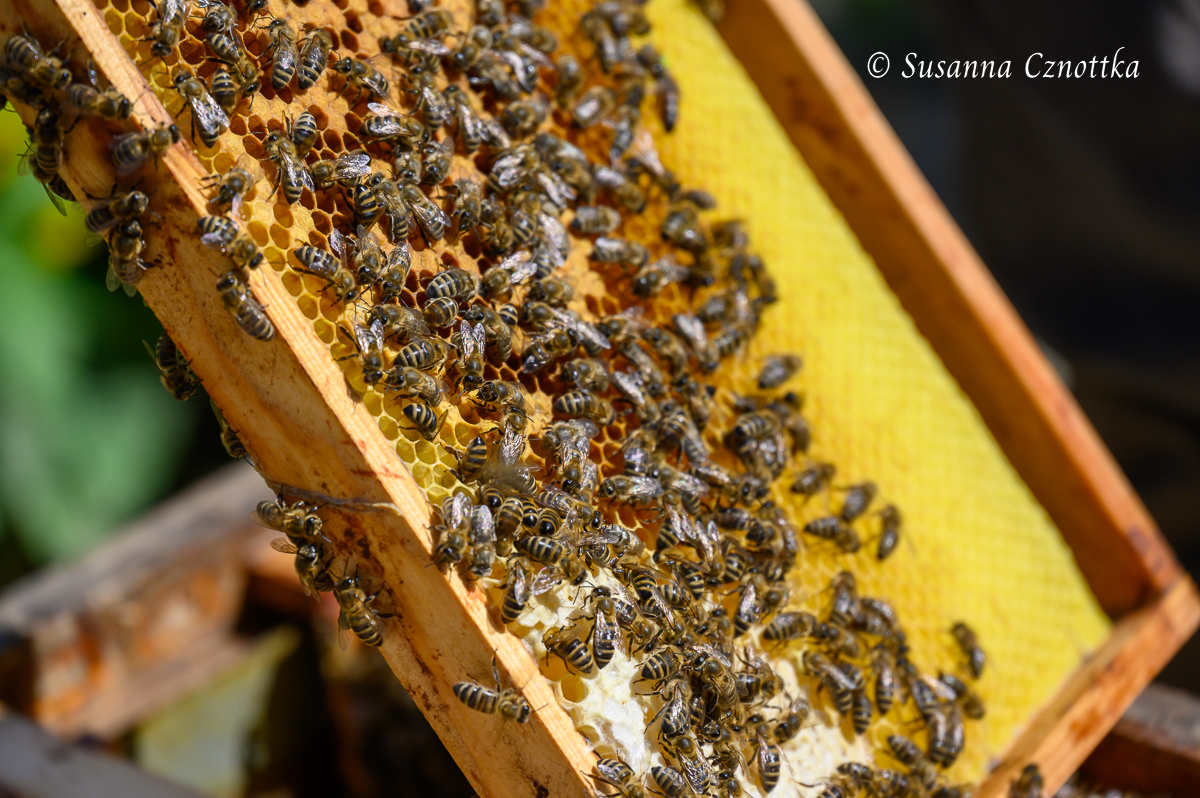 Imker zeigt ein Bienenvolk