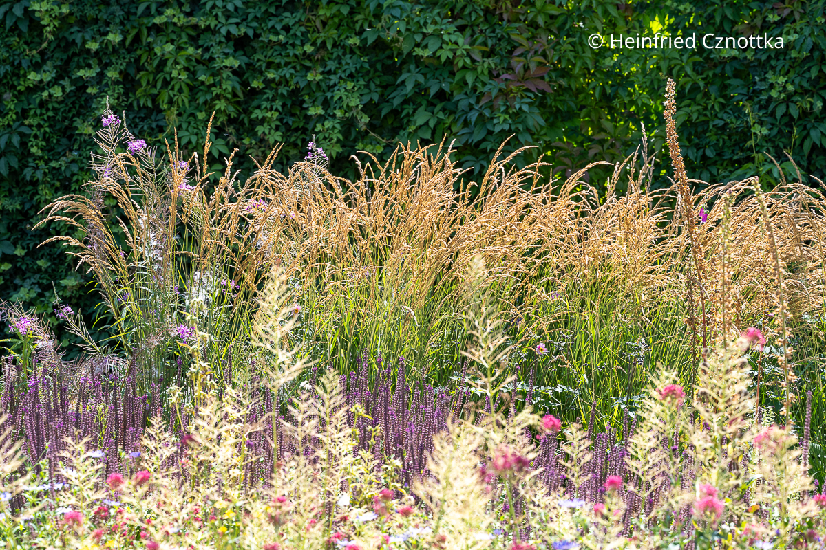 Sommerliches Staudenbeet: Gräserrispen, violetter Steppen-Salbei und verblühte Spornblumen Sommerliches Staudenbeet: beige Gräserrispen, violetter Steppen-Salbei und verblühte Spornblumen im Sonnenlicht