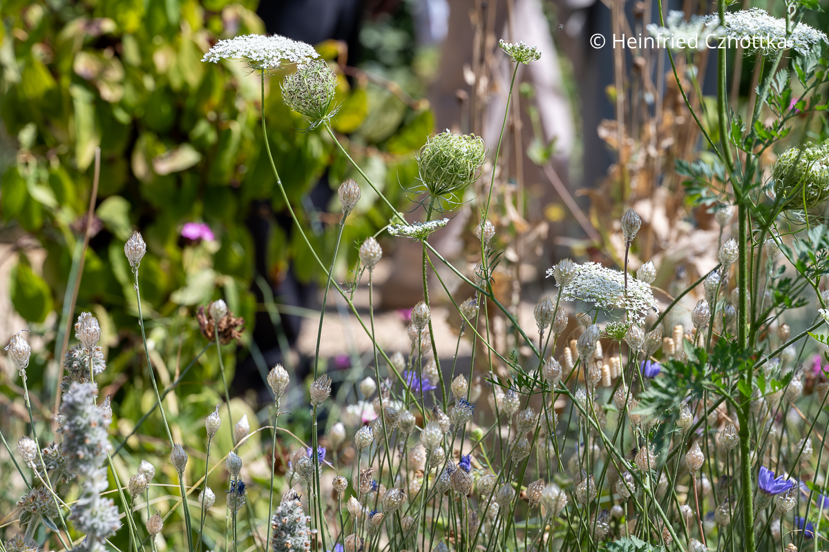 Attraktive Samenstände: Wilde Möhre (Daucus carota) und Blaue Rasselblume (Catananche caerulea) Attraktive Samenstände: Wilde Möhre (Daucus carota) und Blaue Rasselblume (Catananche caerulea)