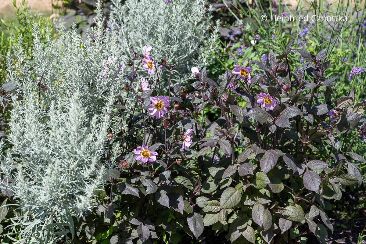 Pflanzen kombinieren: Silbriger Beifuß (Artemisia ludoviciana) 'Silver Queen' und Dahlie 'Bishop of Dover' Pflanzen kombinieren: Silbriger Beifuß (Artemisia ludoviciana) 'Silver Queen' mit silbergrauen kleinen Blättern und Dahlie 'Bishop of Dover' mit hell violetten Blüten und dunklem Laub