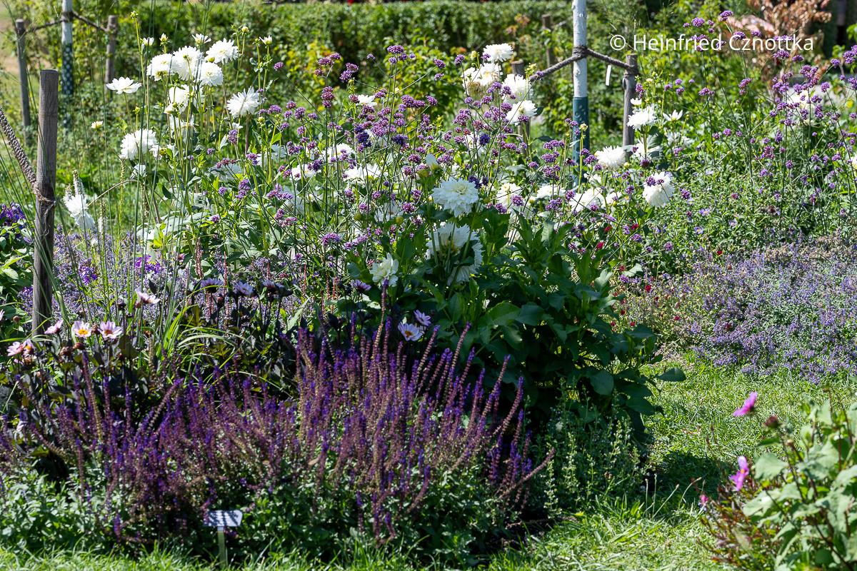 Sommerbeet: Seerosen-Dahlie 'White Onesta' mit violettem Steppen-Salbei und Argentinischem Eisenkraut (Verbena bonariensis) Sommerbeet: Seerosen-Dahlie 'White Onesta' mit violettem Steppen-Salbei und Argentinischem Eisenkraut (Verbena bonariensis)