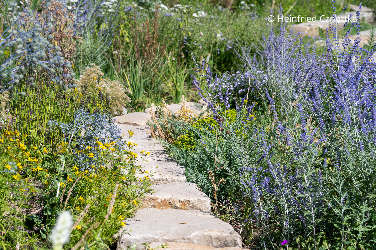 Blauraute, Mannstreu (Eryngium) und gelbes Mädchenauge (Coreopsis) im Weidengarten auf der Landesgartenschau Neuss Blauraute, Mannstreu (Eryngium) und gelbes Mädchenauge (Coreopsis) im Weidengarten auf der Landesgartenschau Neuss