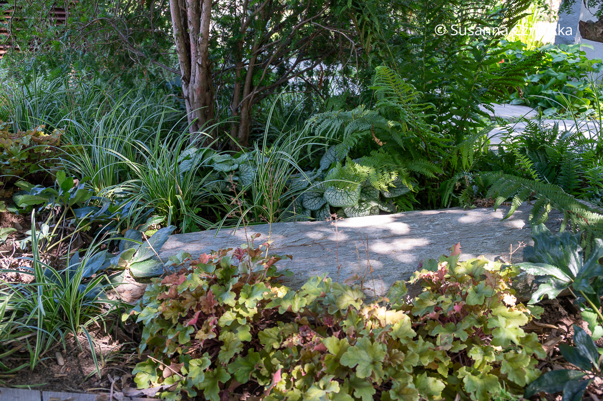 Klassische Staudenkombi im Schatten: Purpurglöckchen (Heuchera), Weißbunte Segge (Carex) und Kaukasus-Vergissmeinnicht (Brunnera macrophylla) 'Jack Frost' Klassische Staudenkombi im Schatten: Purpurglöckchen (Heuchera), Weißbunte Segge (Carex) und Kaukasus-Vergissmeinnicht (Brunnera macrophylla) 'Jack Frost'