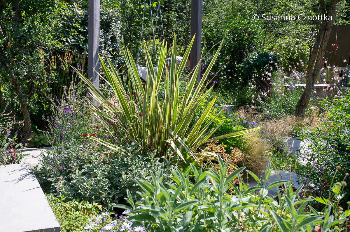 Leider nur bis -12° C winterhart: der Neuseeländer Flachs (Phormium tenax) Neuseeländer Flachs (Phormium tenax) mit schwertförmigen panaschierten Blättern
