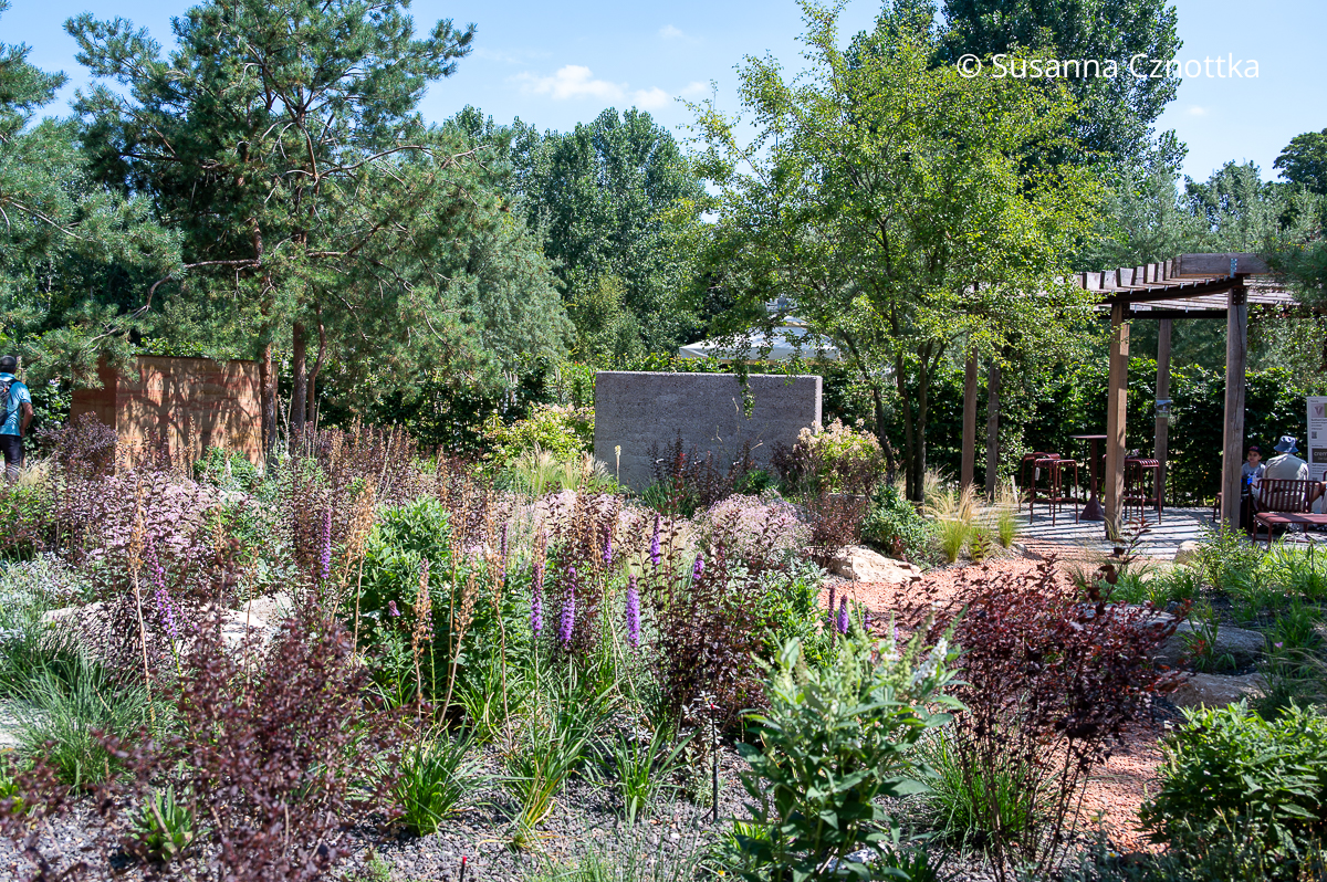 Violette Blüten der Prachtscharte (Liatris spicata) und dunkelrote Blasenspieren (Physocarpus opulifolius) in einem Garten Violette Blüten der Prachtscharte (Liatris spicata) und dunkelrote Blasenspieren (Physocarpus opulifolius) in einem Garten