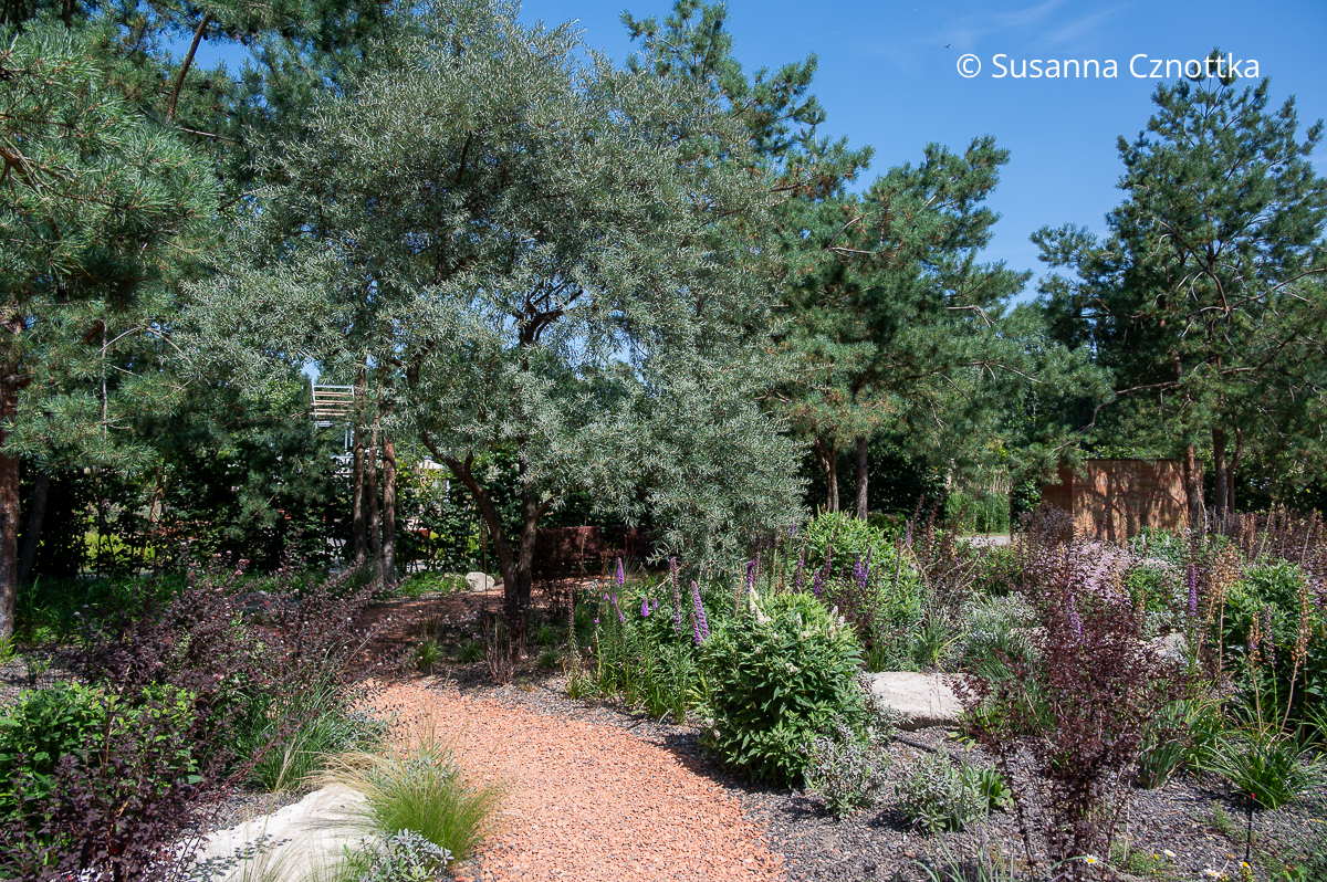 Kiefern und Sanddorn (Hippophae rhamnoides) in einem Garten Kiefern und Sanddorn (Hippophae rhamnoides) in einem Garten