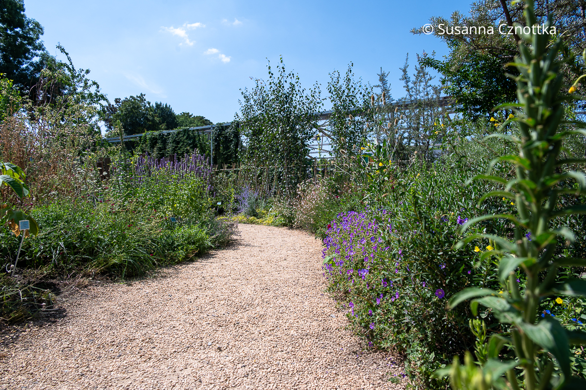 Ein Gartenweg führt durch etwas wild anmutende Beete Ein Gartenweg führt durch etwas wild anmutende Beete