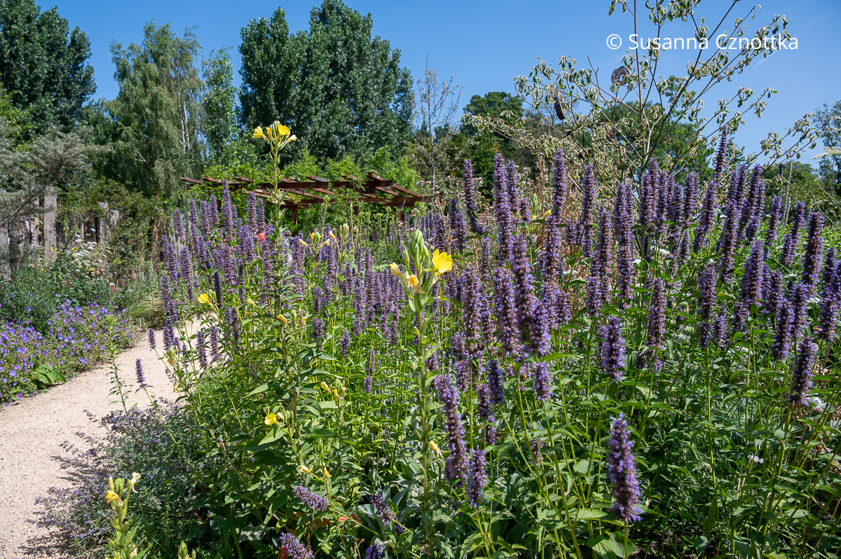 Nachtkerzen und Duftnessel (Agastache) 'Black Adder' Gelbe hohe Nachtkerzen und Duftnessel (Agastache) 'Black Adder'
