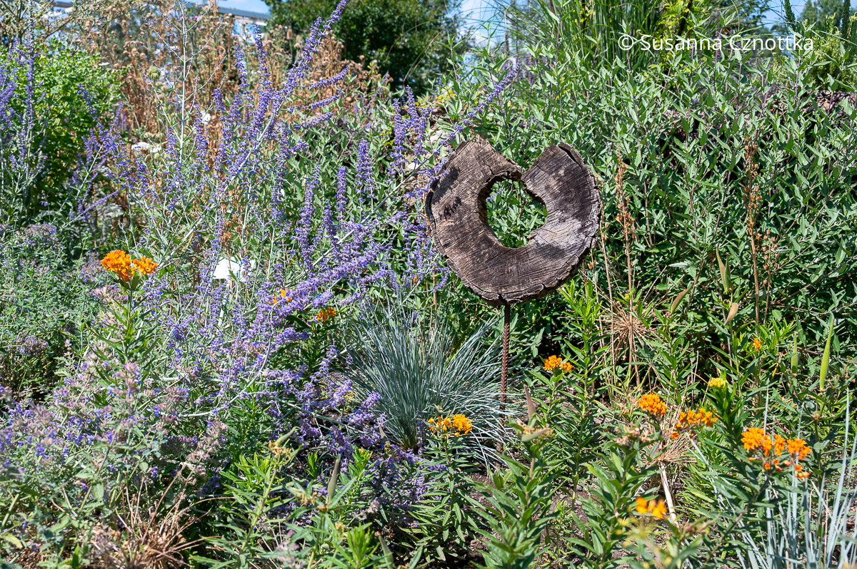 Blauraute (Salvia yangii syn. Perovskia atriplicifolia), Blauschwingel (Festuca) und Knollige Seidenpflanze (Asclepias tuberosa) Blauraute (Salvia yangii syn. Perovskia atriplicifolia) mit blauen Blüten, Blauschwingel (Festuca) mit bläulichen Halmen und orange Blüten der Knolligen Seidenpflanze (Asclepias tuberosa)