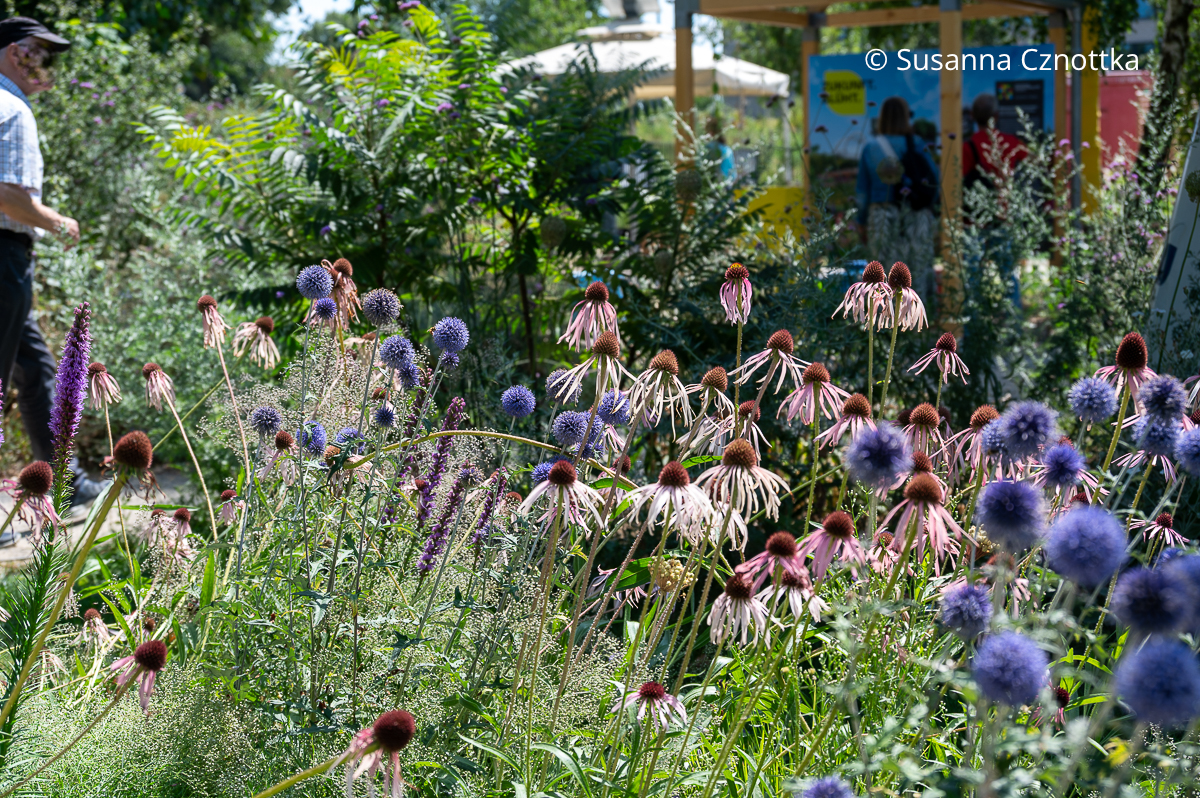 Stauden kombinieren: Bleicher Sonnenhut (Echinacea pallida) und Kugeldistel (Echinops ritro) Bleicher Sonnenhut (Echinacea pallida) mit rosa Blüten und blaue Kugeldistel (Echinops ritro)