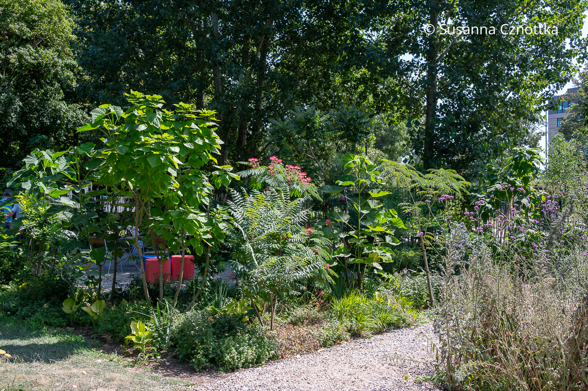 Kleine Bäume im Welcome-Garten auf der Landesgartenschau Neuss