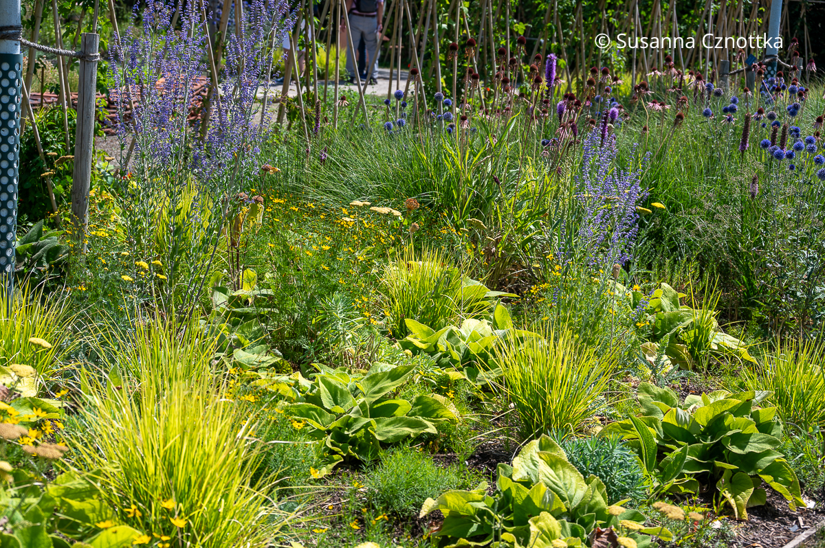 Blauraute, Blattschöpfe des Syrischen Brandkrautes (Phlomis russeliana) und Herbst-Kopfgras (Sesleria autumnalis) in einem sommerlichen Beet Blauraute, Bhellgrüne Blattschöpfe des Syrischen Brandkrautes (Phlomis russeliana) und hellgrünes Herbst-Kopfgras (Sesleria autumnalis) in einem sommerlichen Beet