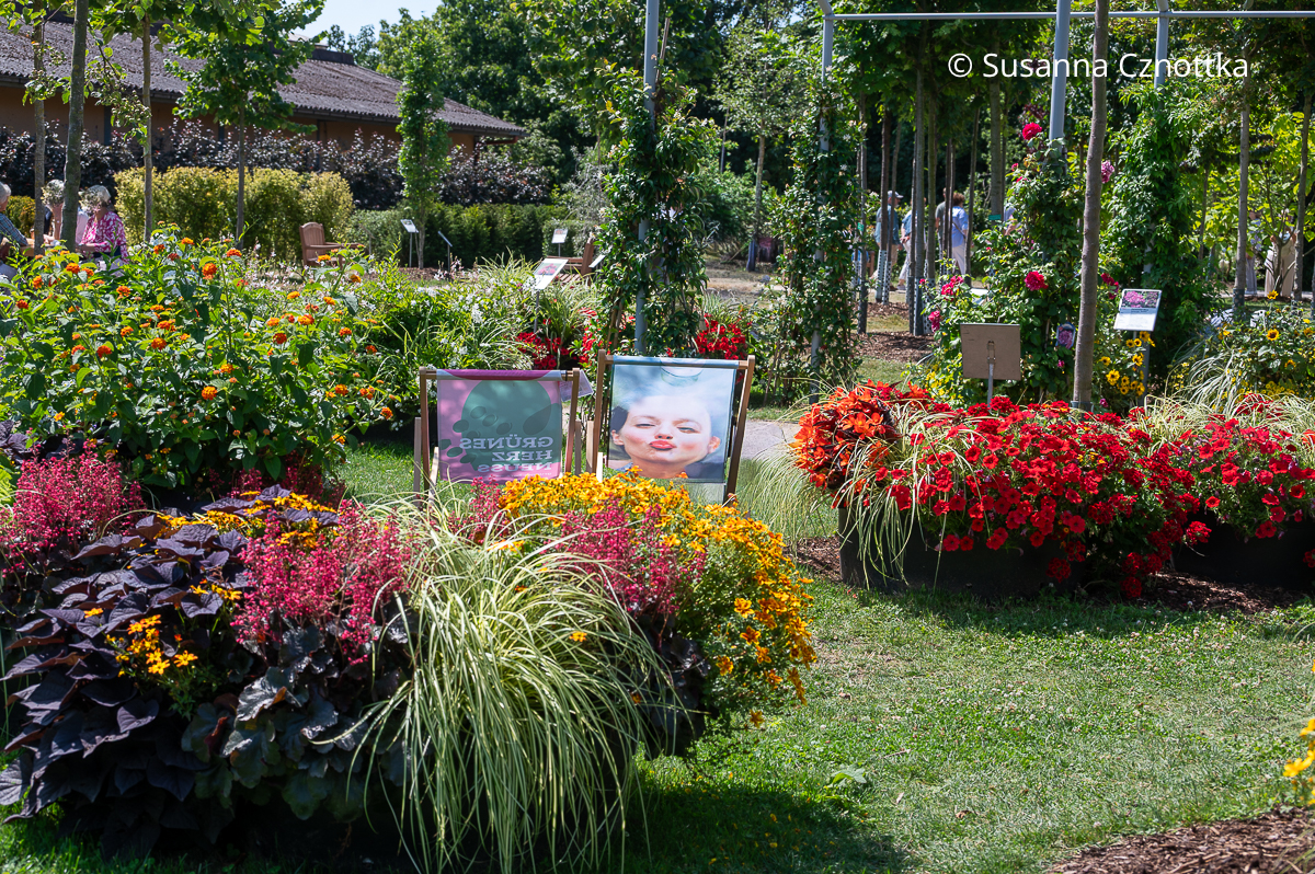 Heiße Farben in Kübeln: dunkle Purpurglöckchen (Heuchera), rotlaubige Süßkartoffeln (Ipomoea batatas), orange Tagetes und rote Petunien Heiße Farben in Kübeln: dunkle Purpurglöckchen (Heuchera), rotlaubige Süßkartoffeln (Ipomoea batatas), orange Tagetes und rote Petunien