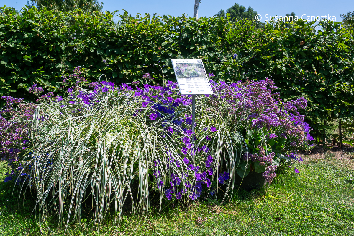 Kühle Kombination: blauviolette Petunien, violetter Strandflieder (Limonium latifolium) und weißbunte Seggen Kühle Kombination: blauviolette Petunien, violetter Strandflieder (Limonium latifolium) und weißbunte Seggen