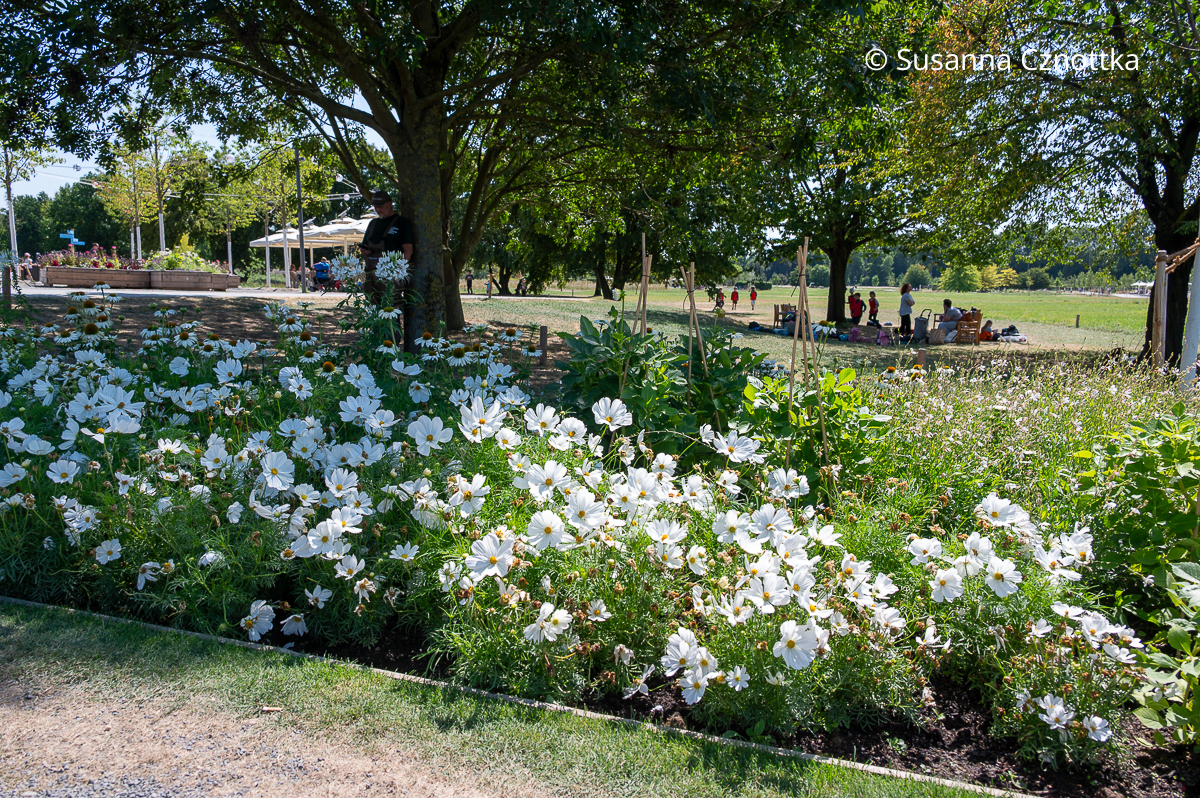 Weiße Schmuckkörbchen (Cosmos bipinnatus) und weißer Scheinsonnenhut (Echinacea purpurea) im Wechselflor auf der Landesgartenschau NRW 2026 Weiße Schmuckkörbchen (Cosmos bipinnatus) und weißer Scheinsonnenhut (Echinacea purpurea) in einem Wechselflorbeet
