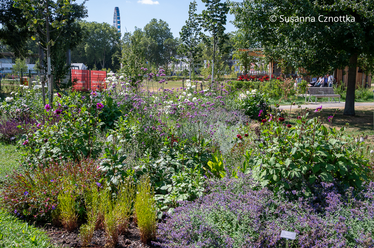 Dahliengarten auf der Landesgartenschau Neuss Dahliengarten auf der Landesgartenschau Neuss mit weißen und violetten Blüten