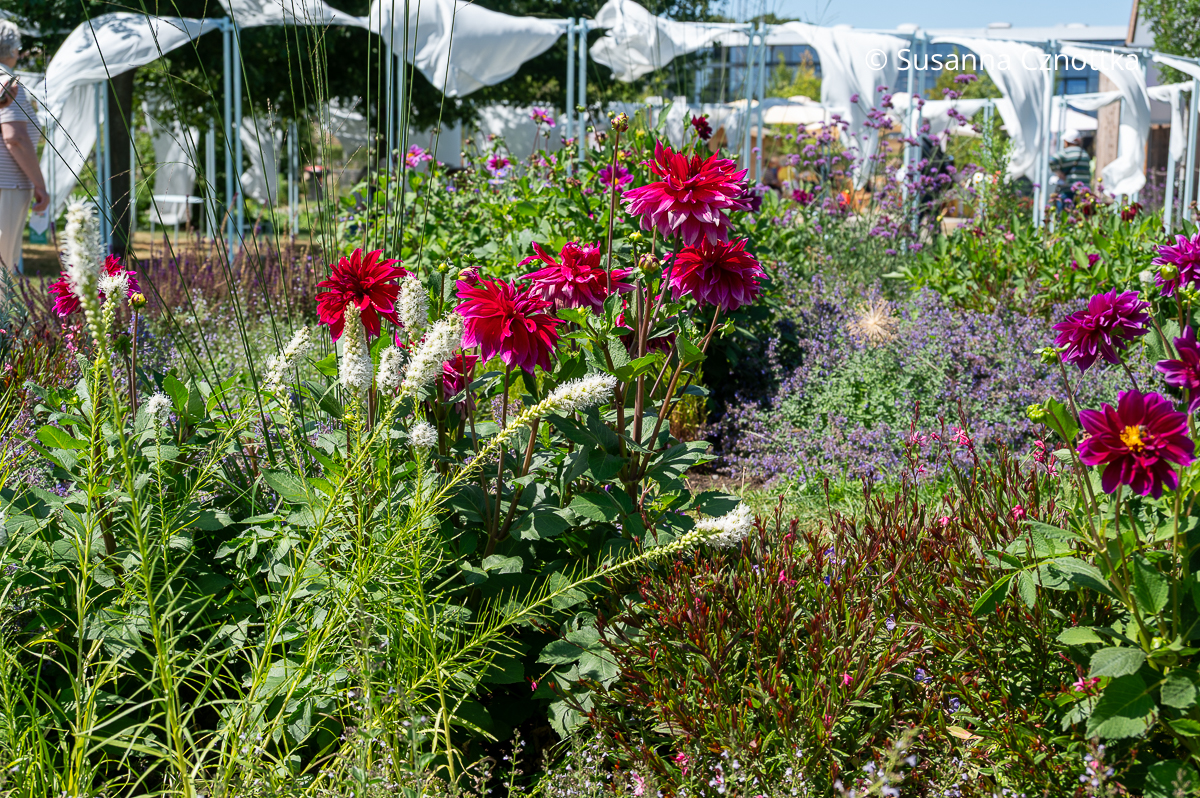 Weiße Prachtscharte (Liatris spicata) und eine kräftig pinke Dahlie Weiße Prachtscharte (Liatris spicata) und eine kräftig pinke Dahlie in einem Beet
