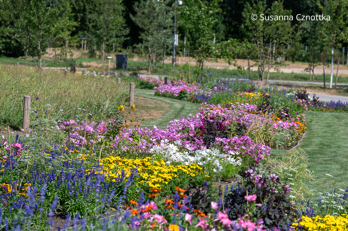 Bunte Mischung aus blauem Mehl-Salbei (Salvia farinacea), Rauem Sonnenhut (Rudbeckia hirta), und weißen und pinken Schmuckkörbchen Bunte Mischung aus blauem Mehl-Salbei (Salvia farinacea), Rauem Sonnenhut (Rudbeckia hirta), und weißen und pinken Schmuckkörbchen