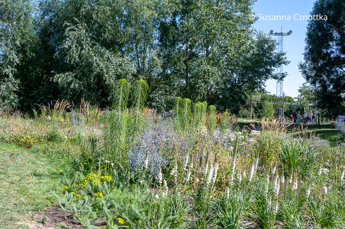 Wiesenähnliche Pflanzung mit Weidenblättriger Sonnenblume (Helianthus salicifolius) und weißer Prachtscharte (Liatris spicata) Wiesenähnliche Pflanzung mit Weidenblättriger Sonnenblume (Helianthus salicifolius) und weißer Prachtscharte (Liatris spicata)
