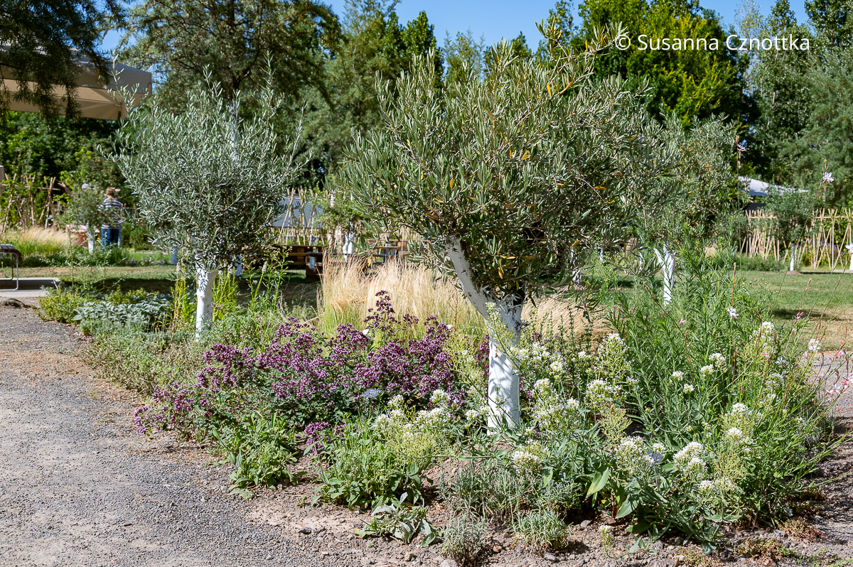 Kleine Olivenbäume, mit der Spornblume (Centranthus ruber) 'Albus' und dem Gewöhnlichen Dost (Origanum vulgare) unterpflanzt Kleine Olivenbäume, mit der Spornblume (Centranthus ruber) 'Albus' und dem Gewöhnlichen Dost (Origanum vulgare) unterpflanzt