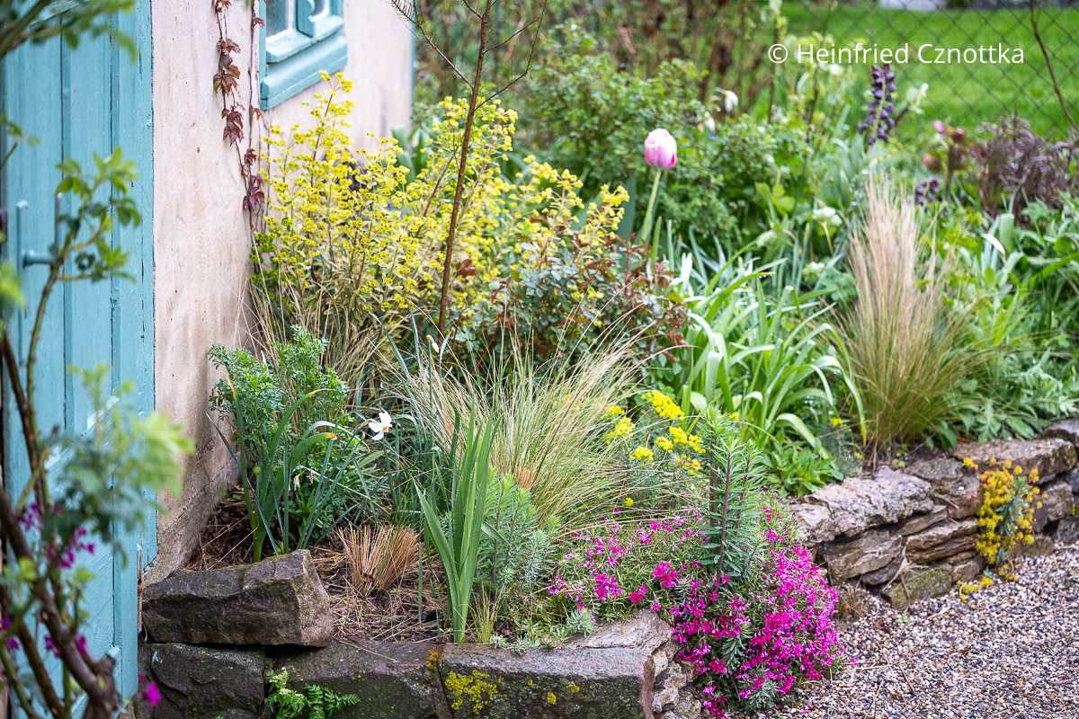 Zartes Federgras (Nassella tenuissima), Wolfsmilch und pinker Polster-Phlox (Phlox subulata) in einem Beet