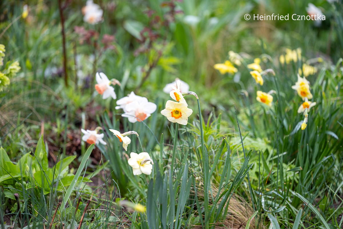 Verschiedene Narzissen