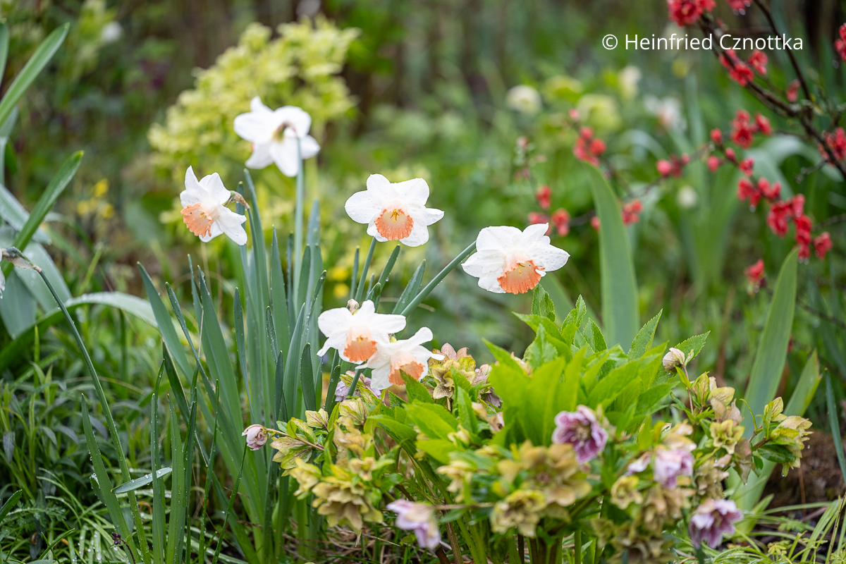 Narzissen und Lenzrosen