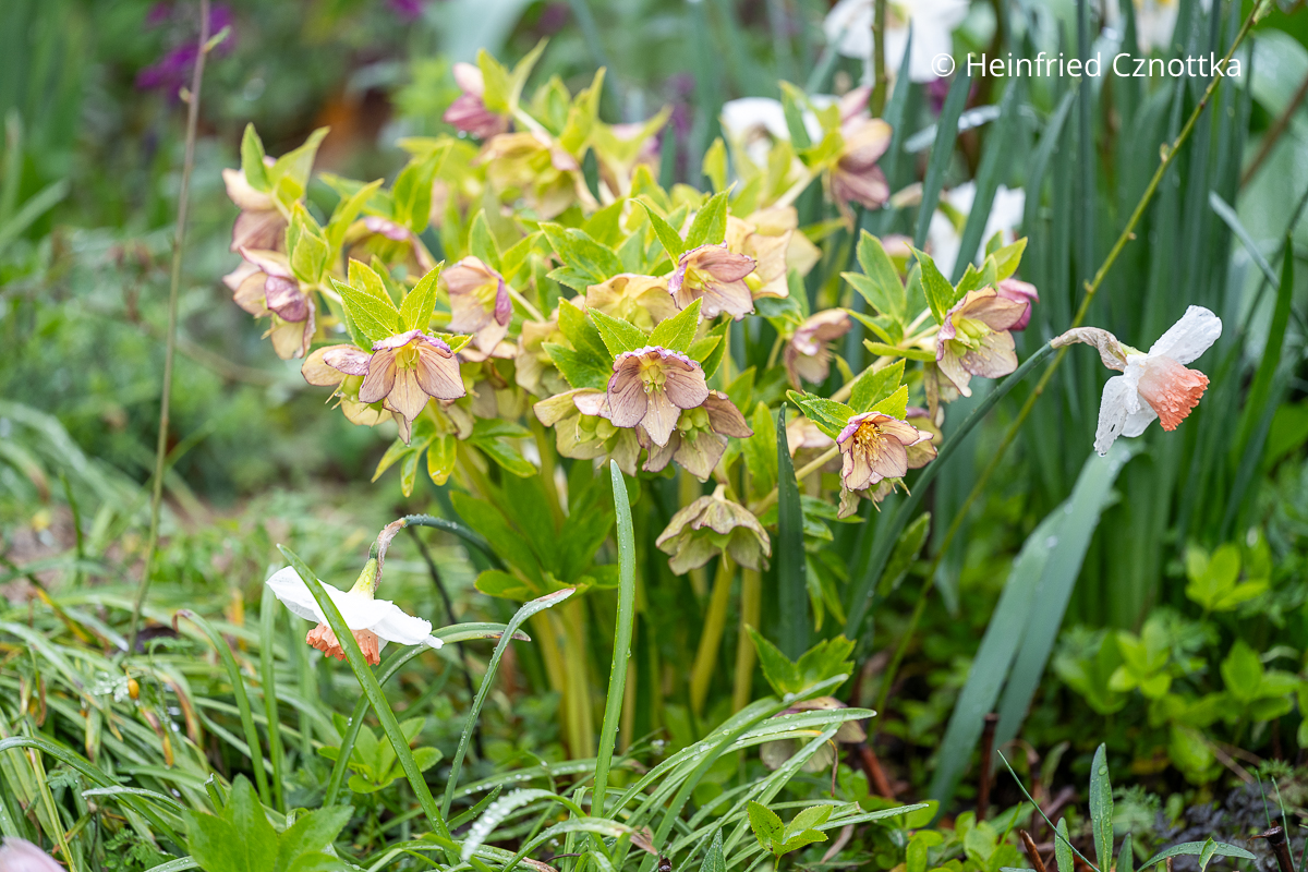 Lenzrose (Helleborus x hybridus) mit rosa Blüten mit feinen dunkleren Streifen