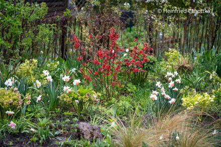 Frühlingsbeet mit roter Zierquitte (Chaenomeles), Narzissen und Lenzrosen (Helleborus x hybridus)