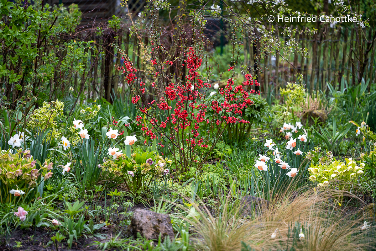 Frühlingsbeet mit roter Zierquitte (Chaenomeles), Narzissen und Lenzrosen (Helleborus x hybridus)