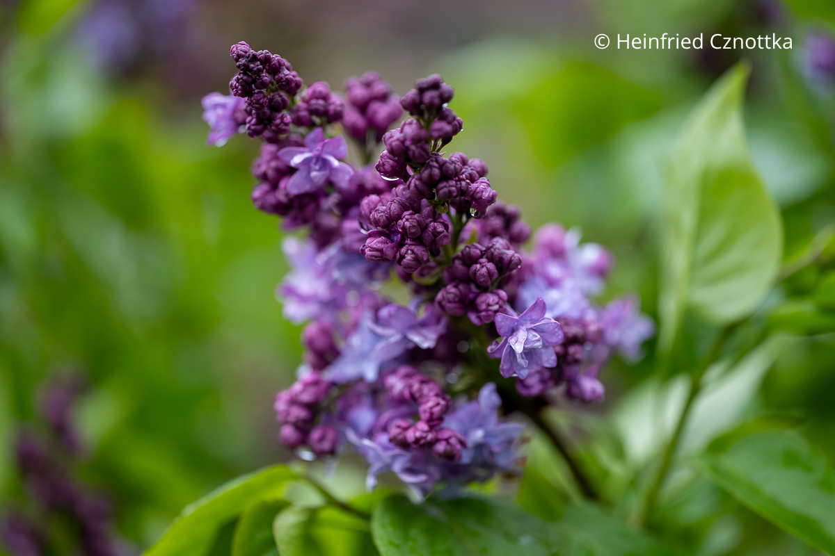 Blüte eines violetten Gewöhnlichen Flieders (Syringa vulgaris) 