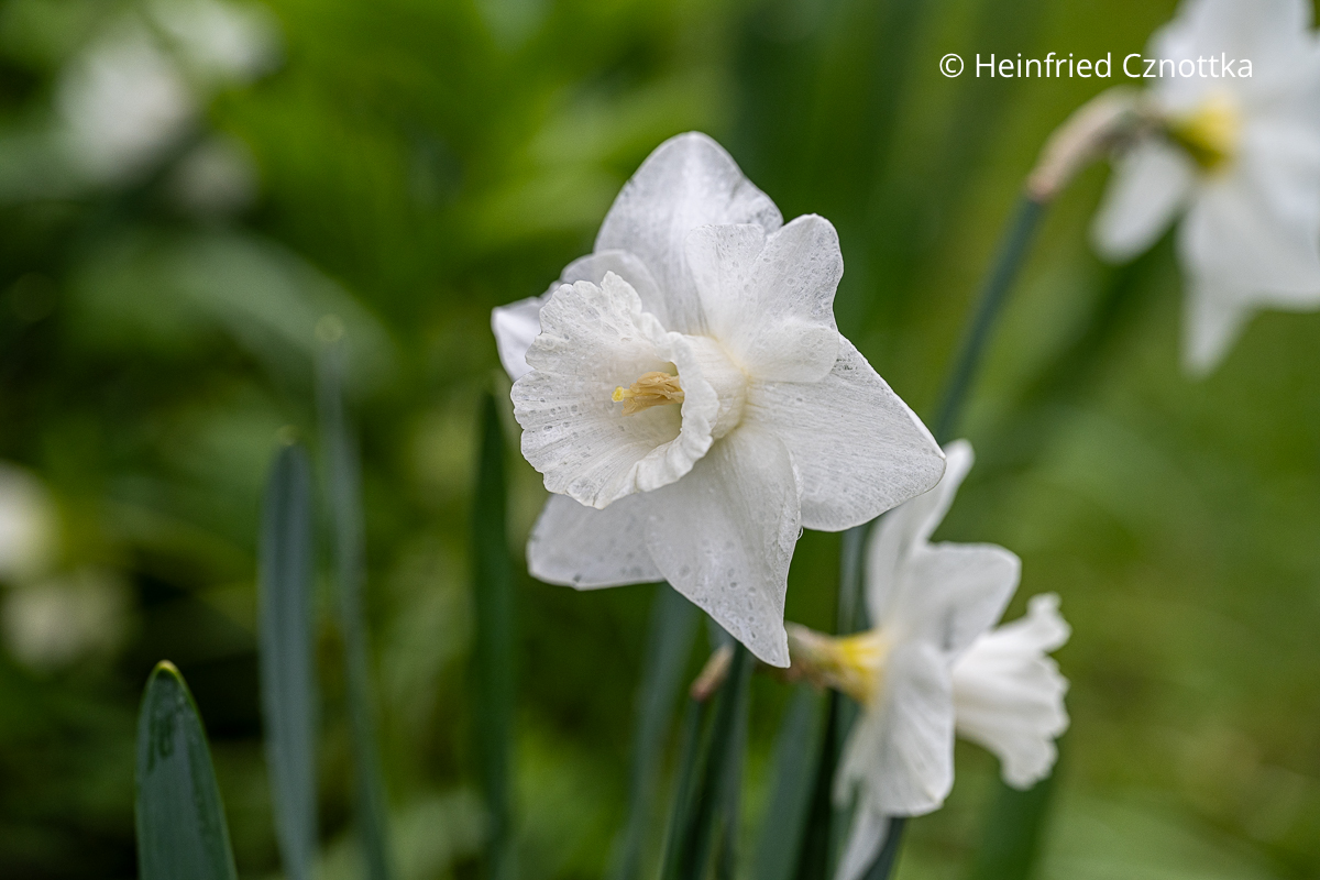 Weiße Narzisse