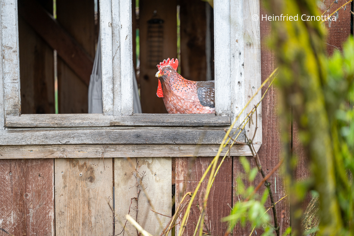 Ein selbst gestaltetes Huhn schaut aus dem Fenster des Spielhauses heraus