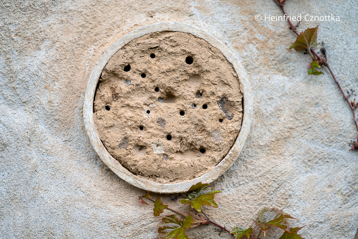 Ein mit Lehm gefülltes Rohr als Nisthilfe für Wildbienen