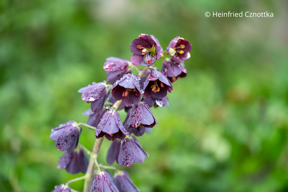 Dunkle Persische Kaiserkrone (Fritillaria persica)