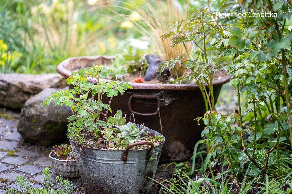 Gartendekoration: alte metallene Gefäße mit Bepflanzung